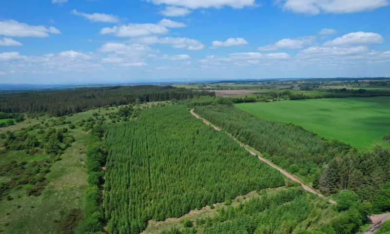 Drumsmuir Wood